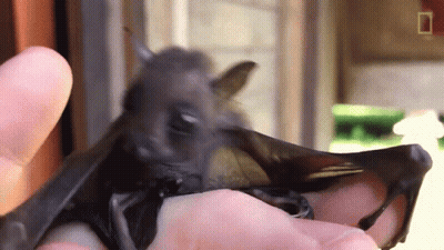 A Close Up Of A Person Holding A Bat With The National Geographic Logo In The Background GIF