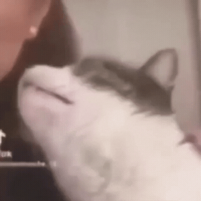 A Close Up Of A Person Holding A Cat 'S Head . GIF