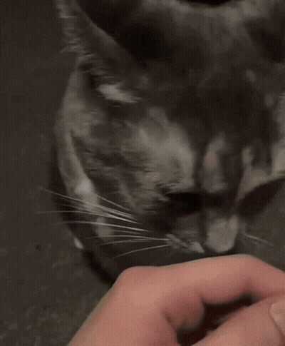 A Close Up Of A Person Holding A Cat GIF