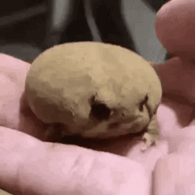 A Close Up Of A Person Holding A Frog In Their Hand . GIF
