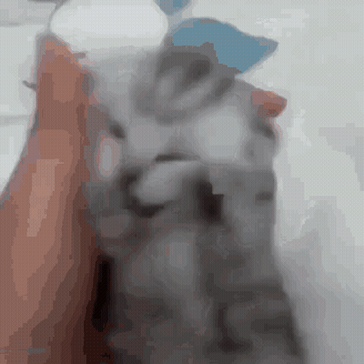 A Close Up Of A Person Holding A Grey Cat GIF