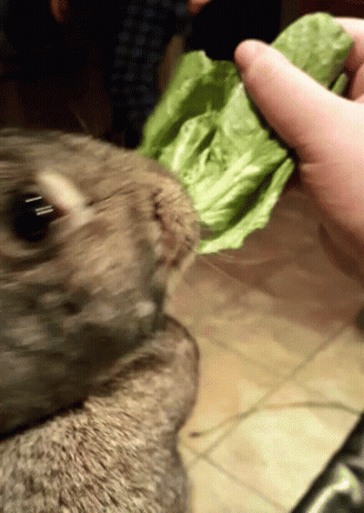 A Close Up Of A Person Holding A Piece Of Lettuce GIF