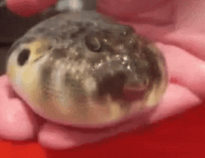 A Close Up Of A Person Holding A Puffer Fish In Their Hands . GIF