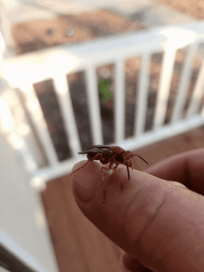 A Close Up Of A Person Holding A Small Brown Bug On Their Finger GIF