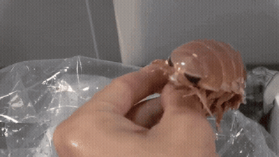 A Close Up Of A Person Holding A Small Bug In Their Hand GIF