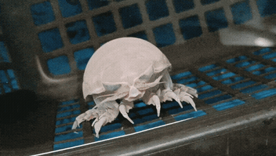 A Close Up Of A Person Holding A Small Crab GIF