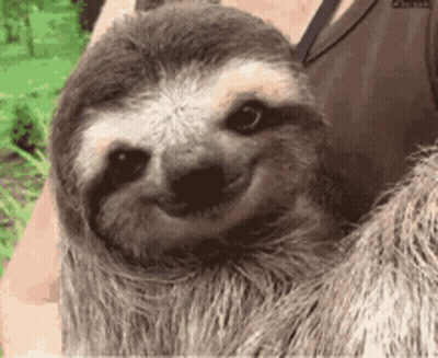 A Close Up Of A Person Holding A Smiling Sloth GIF
