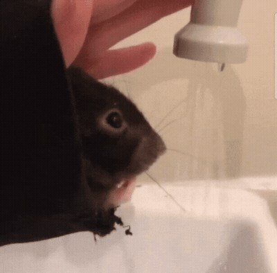 A Close Up Of A Person Holding A Squirrel GIF