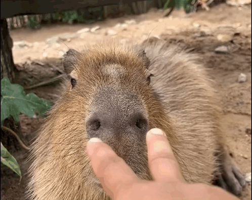 A Close Up Of A Person Petting A Capybara 'S Nose GIF