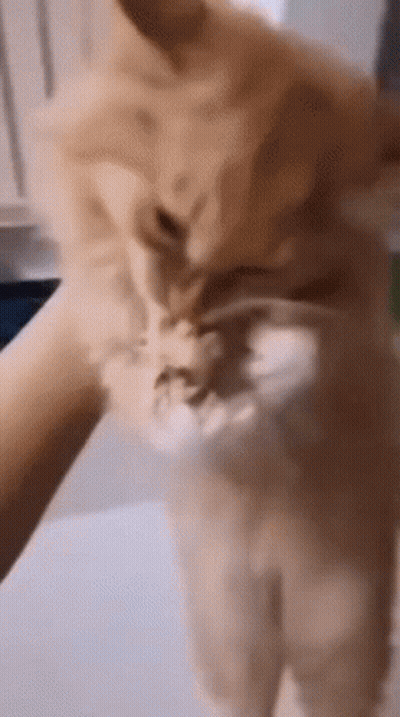 A Close Up Of A Person Petting A Cat 'S Face GIF