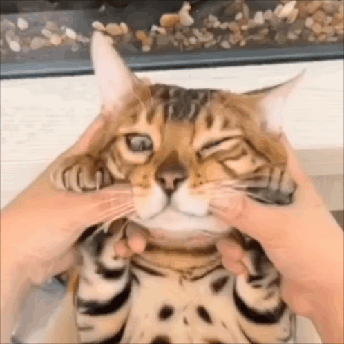 A Close Up Of A Person Petting A Cat 'S Face GIF