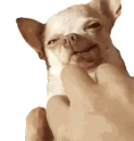 A Close Up Of A Person Petting A Chihuahua With Its Eyes Closed Sticker