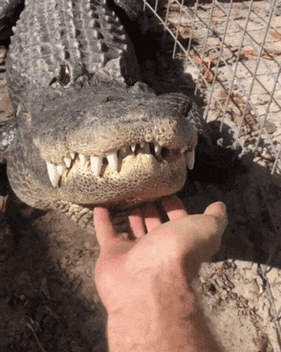 A Close Up Of A Person Petting A Crocodile 'S Face GIF