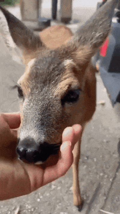 A Close Up Of A Person Petting A Deer GIF