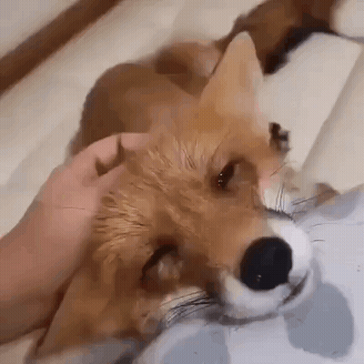 A Close Up Of A Person Petting A Fox 'S Head . GIF