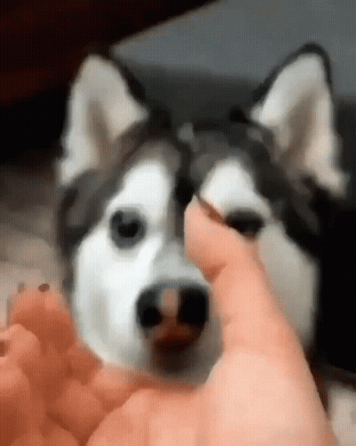 A Close Up Of A Person Petting A Husky Dog 'S Nose . GIF