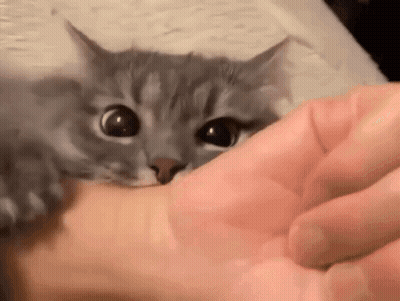 A Close Up Of A Person Petting A Kitten On Their Finger . GIF