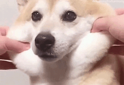 A Close Up Of A Person Petting A Shiba Inu Dog . GIF