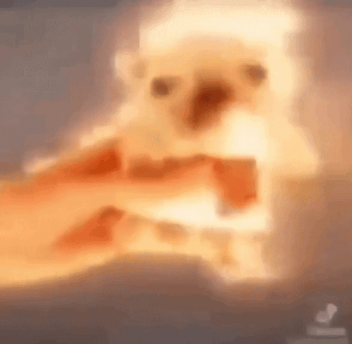 A Close Up Of A Person Petting A Small Dog With A Blurred Background . GIF