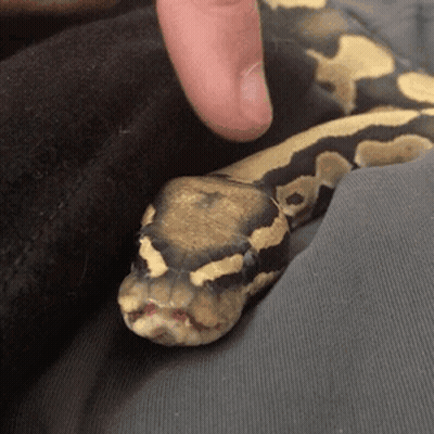 A Close Up Of A Person Petting A Snake With Their Finger GIF
