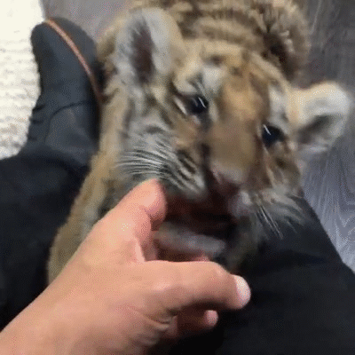 A Close Up Of A Person Petting A Tiger Cub . GIF