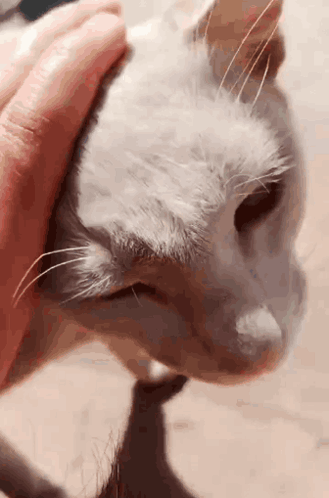 A Close Up Of A Person Petting A White Cat GIF
