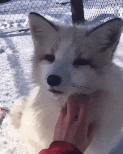 A Close Up Of A Person Petting A White Fox GIF