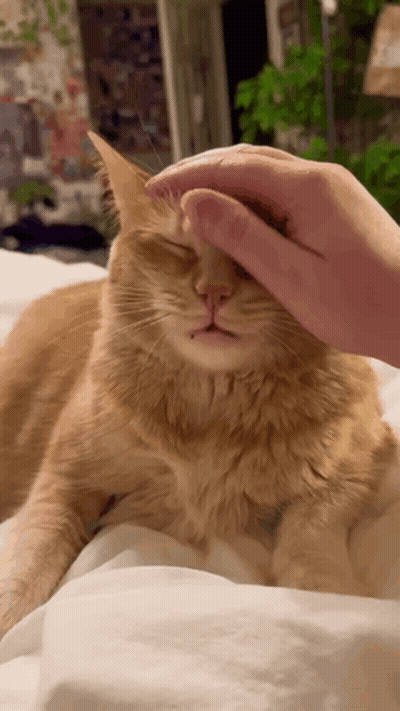 A Close Up Of A Person Petting An Orange Cat On A Bed GIF