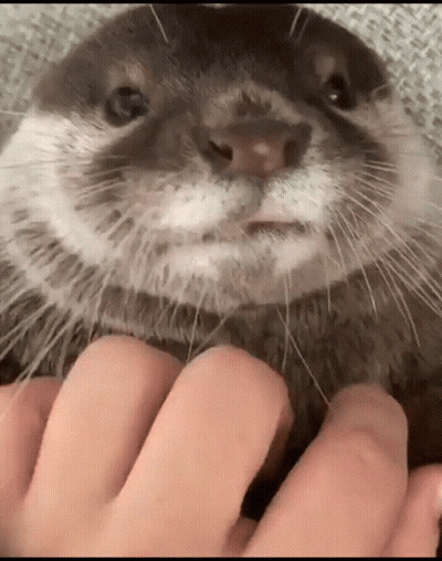 A Close Up Of A Person Petting An Otter 'S Face GIF