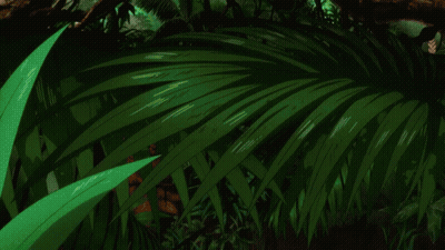 A Close Up Of A Person 'S Face With A Green Plant In The Background GIF