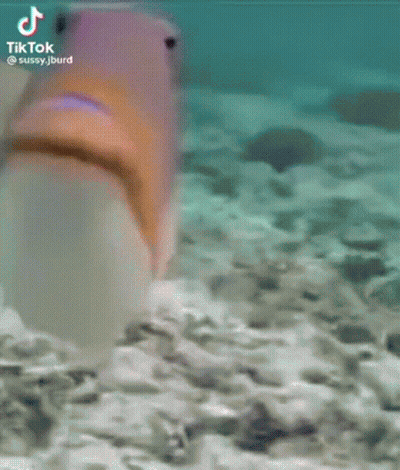 A Close Up Of A Person 'S Face With Tiktok Written On The Bottom Right GIF