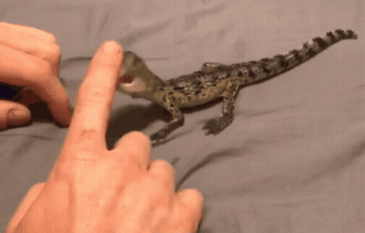 A Close Up Of A Person 'S Finger Pointing At A Toy Dinosaur GIF