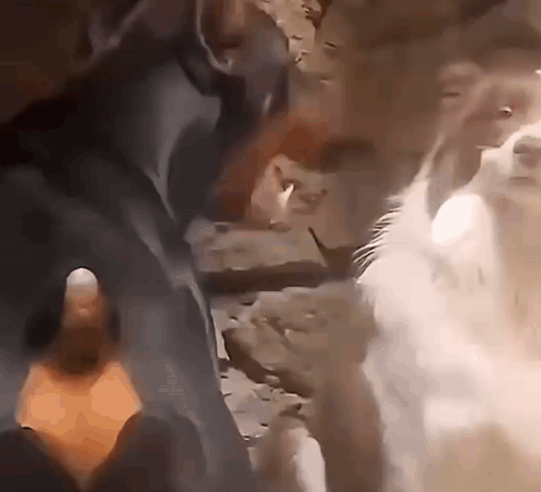 A Close Up Of A Person 'S Hand Reaching Out Towards A Cat GIF