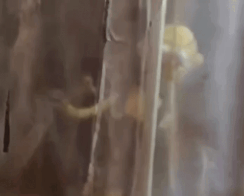 A Close Up Of A Person Standing Behind A Curtain . GIF