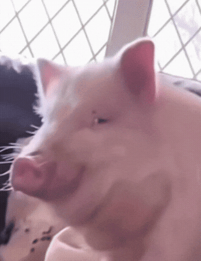 A Close Up Of A Pig 'S Face Looking Out A Window GIF