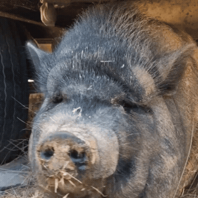 A Close Up Of A Pig 'S Face With Hay In Its Nose GIF