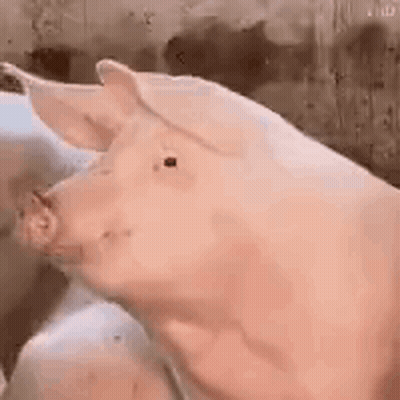 A Close Up Of A Pig 'S Head With Its Mouth Open In A Pen . GIF