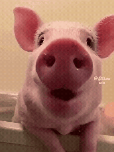 A Close Up Of A Pig 'S Nose With The Caption Miao Wu GIF