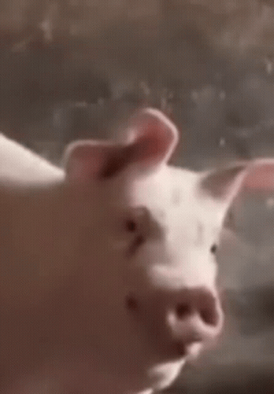 A Close Up Of A Pig Standing On A Rock Looking At The Camera GIF
