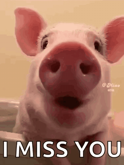 A Close Up Of A Pig With Its Mouth Open And The Words `` I Miss You '' Written On It . GIF