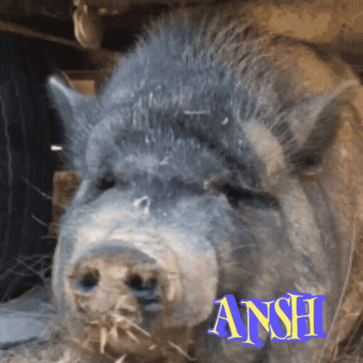 A Close Up Of A Pig With The Name Ansh On The Bottom GIF