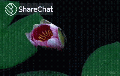 A Close Up Of A Pink And White Lotus Flower With A Sharechat Icon In The Corner GIF