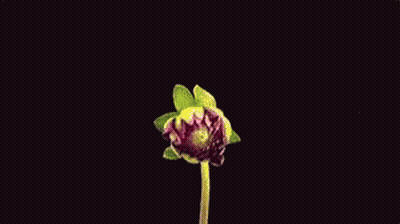 A Close Up Of A Pink Flower Against A Black Background . GIF