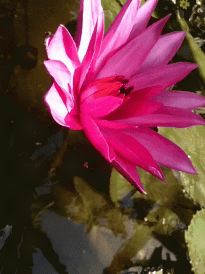 A Close Up Of A Pink Flower Floating In A Pond GIF