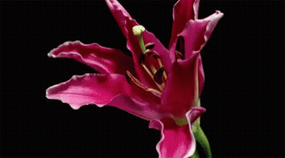 A Close Up Of A Pink Flower With A Black Background . GIF