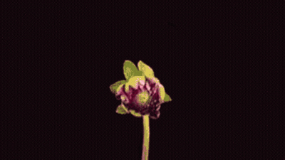 A Close Up Of A Pink Flower With A Green Stem On A Black Background GIF