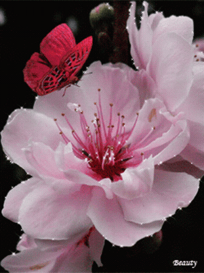 A Close Up Of A Pink Flower With A Red Butterfly GIF