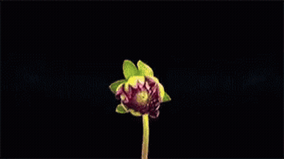 A Close Up Of A Pink Flower With A Stem On A Black Background GIF
