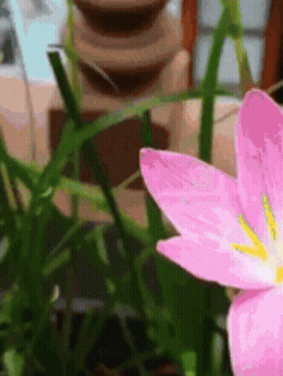 A Close Up Of A Pink Flower With A Yellow Center In The Grass GIF