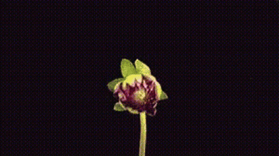 A Close Up Of A Pink Flower With A Yellow Stem On A Black Background GIF